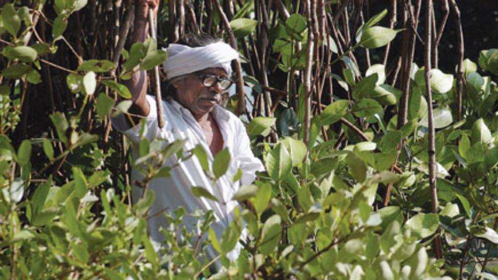 Mangrove Forest in Kerala