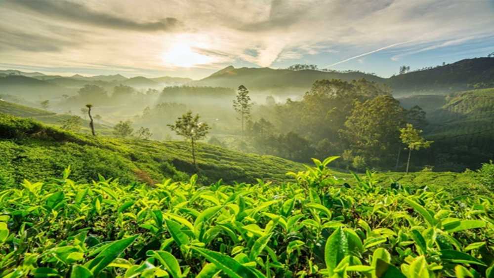 Tyndis Best Places to Visit in Munnar