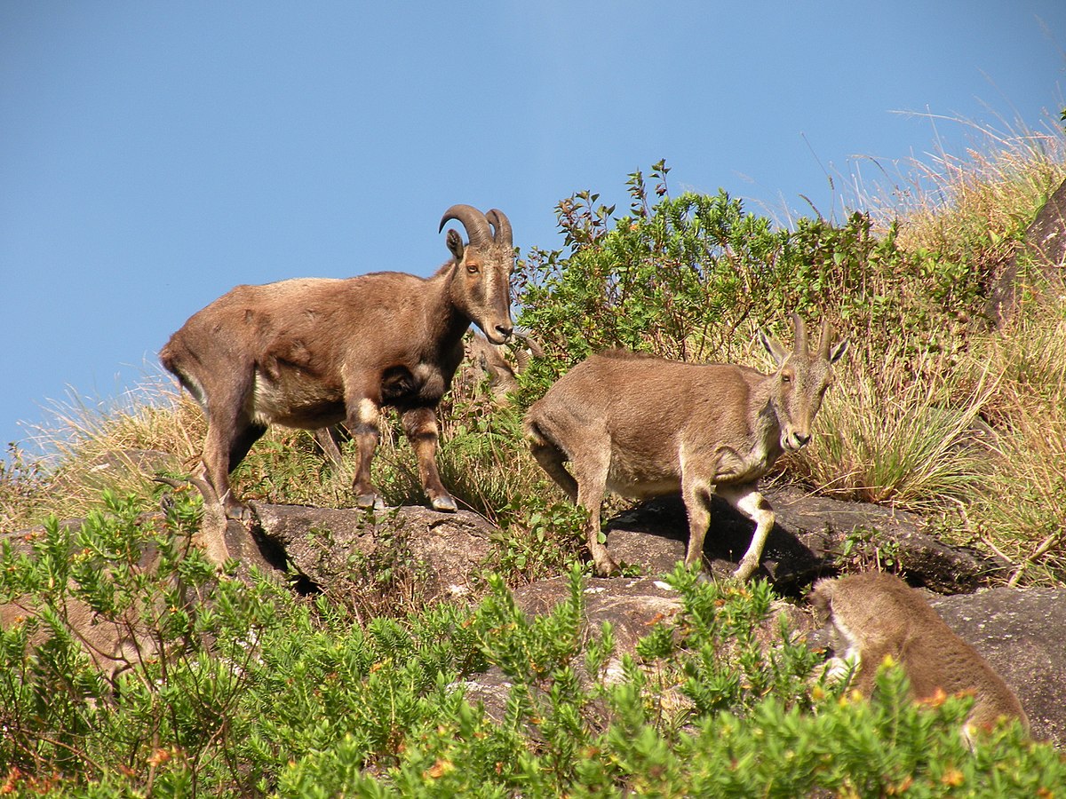 Nilgiri Tahr