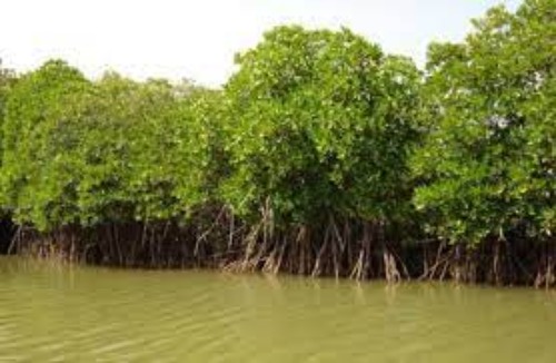 Mangrove Forest in Kerala