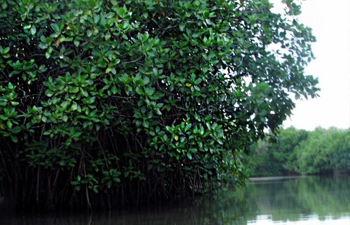 Kadalundi Calicut Mangrove Tour