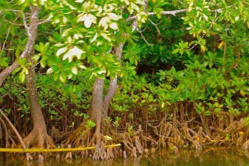 Kadalundi Calicut Mangrove Tour