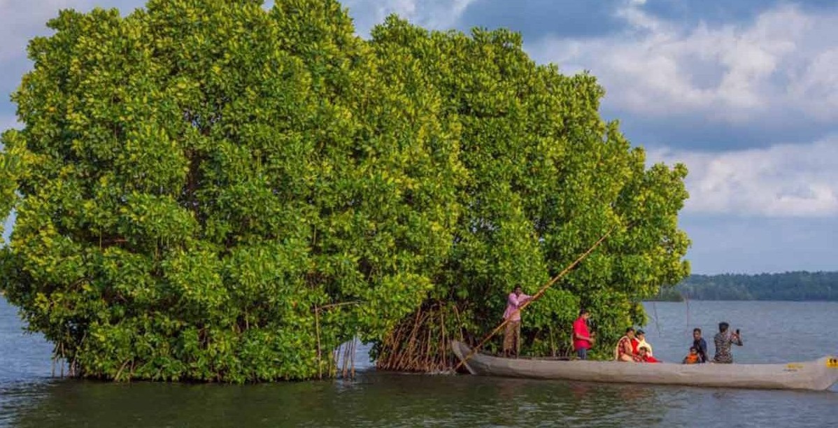 Mangrove Canoeing tourism in Munroe Island