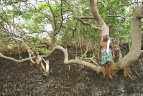 Mangrove Forest in Kerala