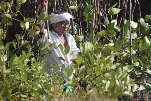 Mangrove Forest in Kerala