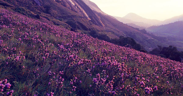 Neelakurinji Blooms in Eravikulam National Park