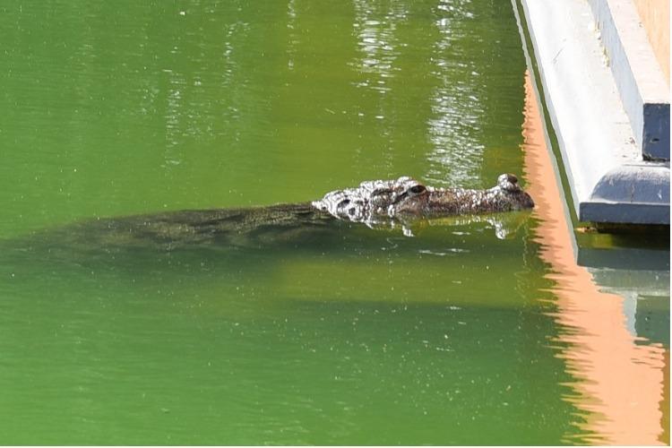 Babiya – the vegetarian crocodile is believed to be the guardian of the temple