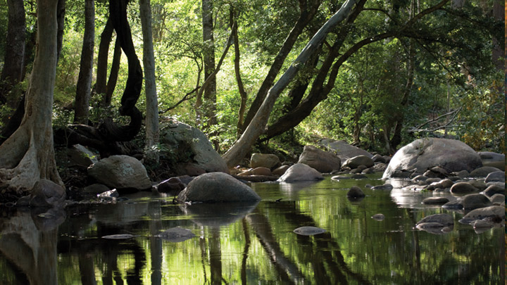 Inside the Chinnar Wildlife Sanctuary