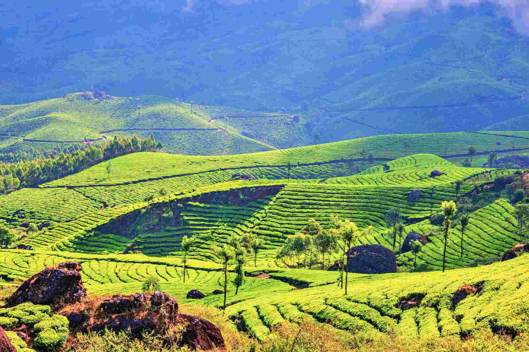 Tourist Places in Munnar