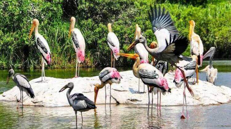 Kumarakom Bird Sanctuary