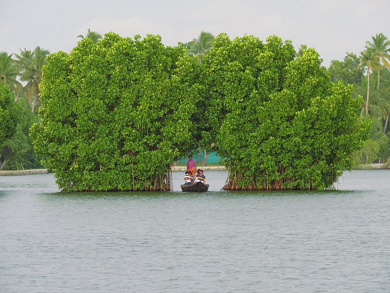 Tyndis Mangrove Canoeing Tour in Munroe Island