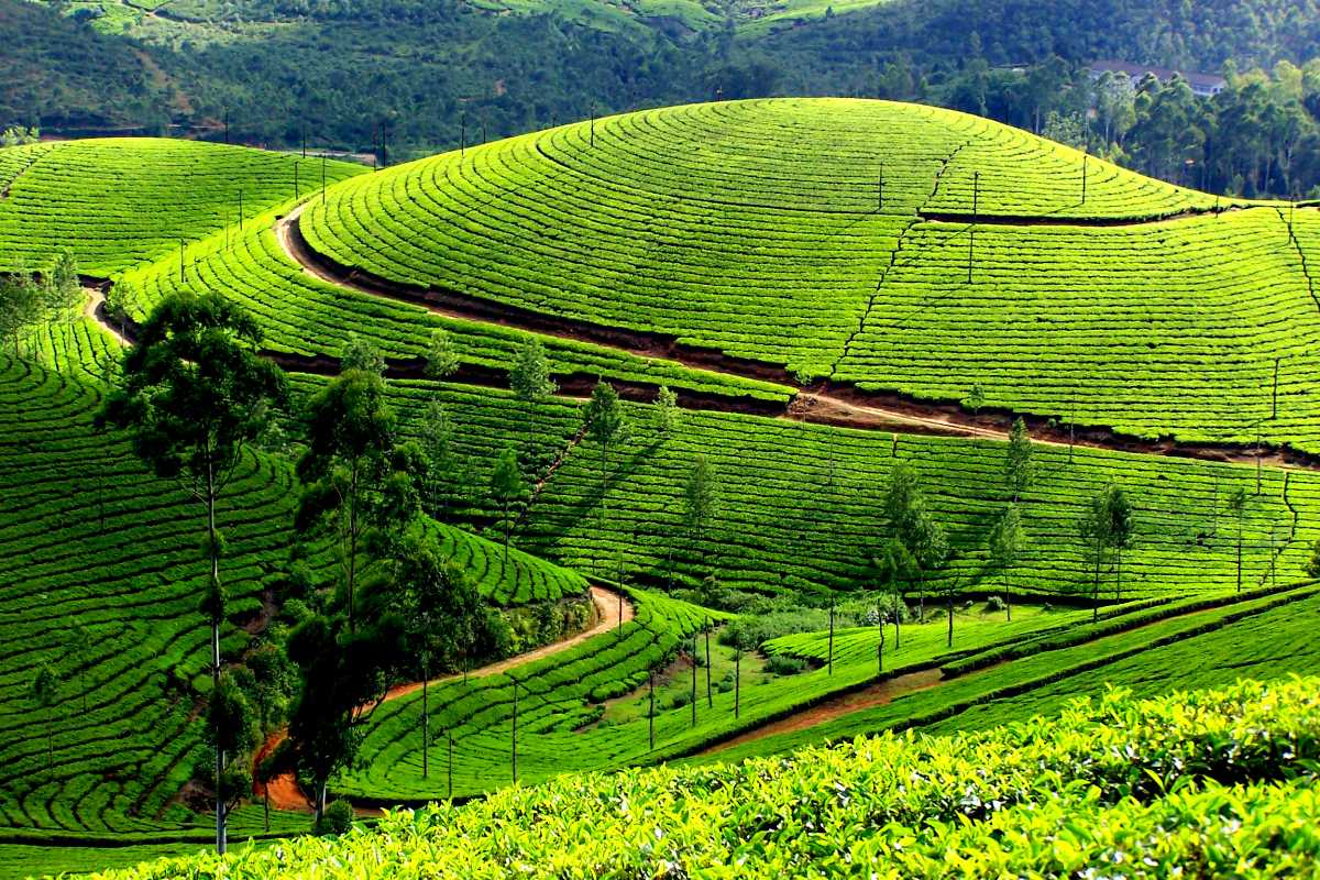 Picturesque Munnar Tea Plantation