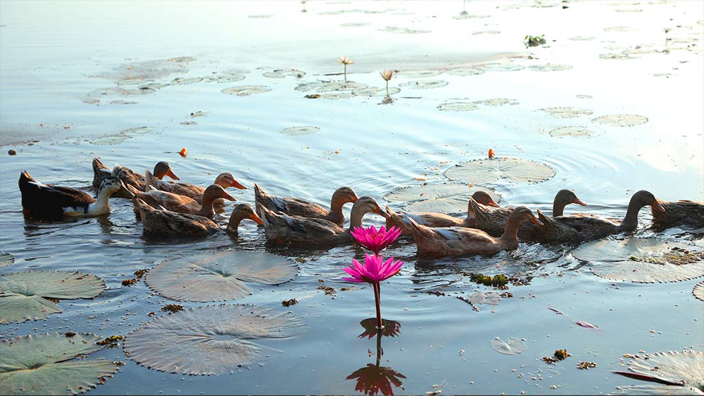 Duck Farms near the Munroe Island