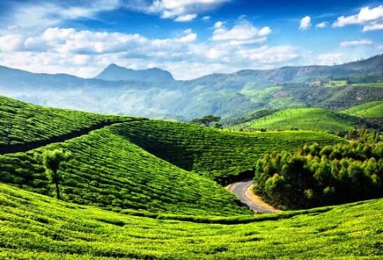 Letchmi Estate Munnar (Lakshmi Hills)