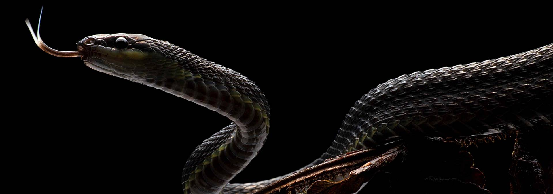 Learn Herping 